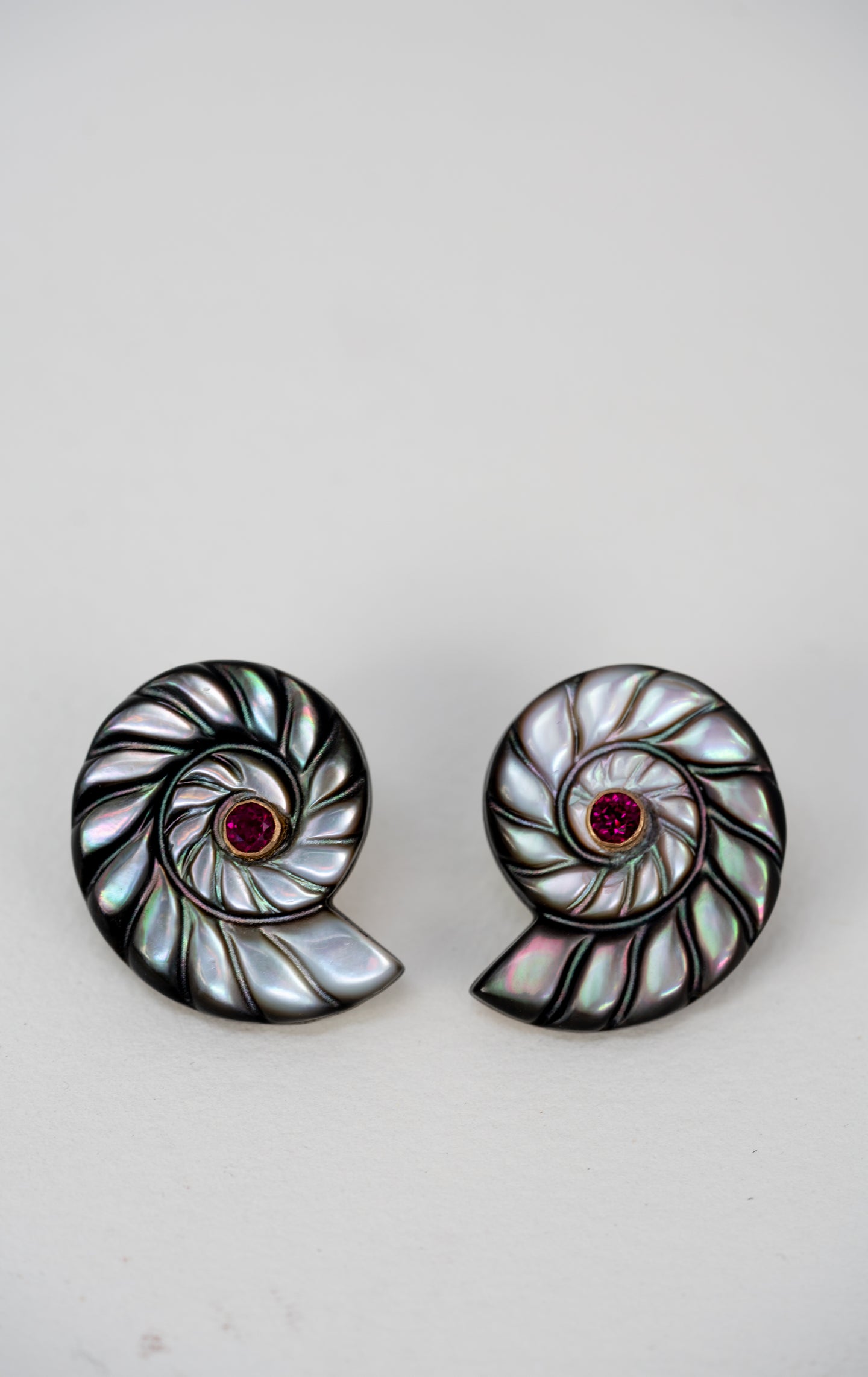 Black Lip Nautilus